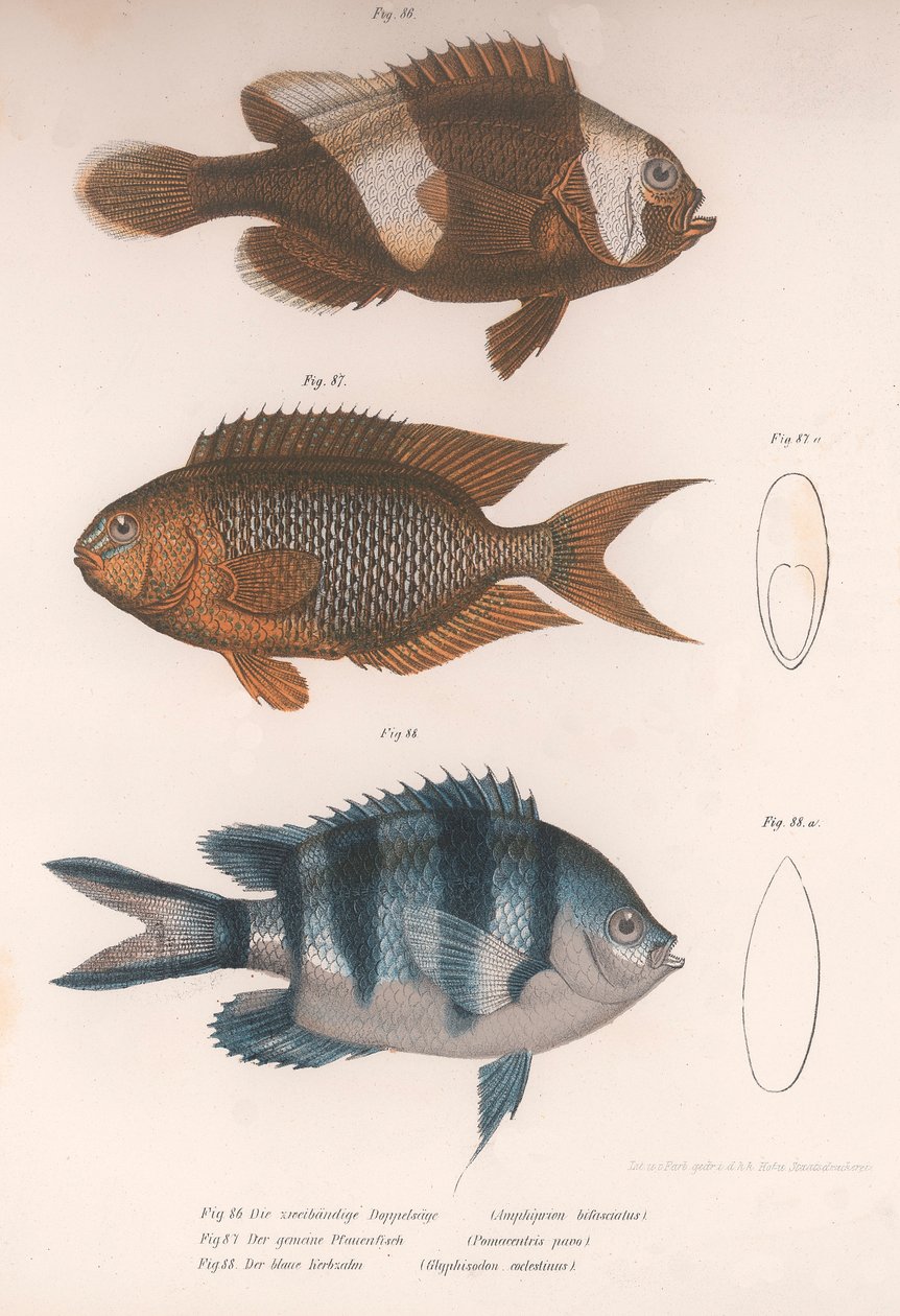 Amphiprion bifasciatus. Pomacentris pavo. Glyphisodo, noin 1850-luku tekijältä Unbekannt
