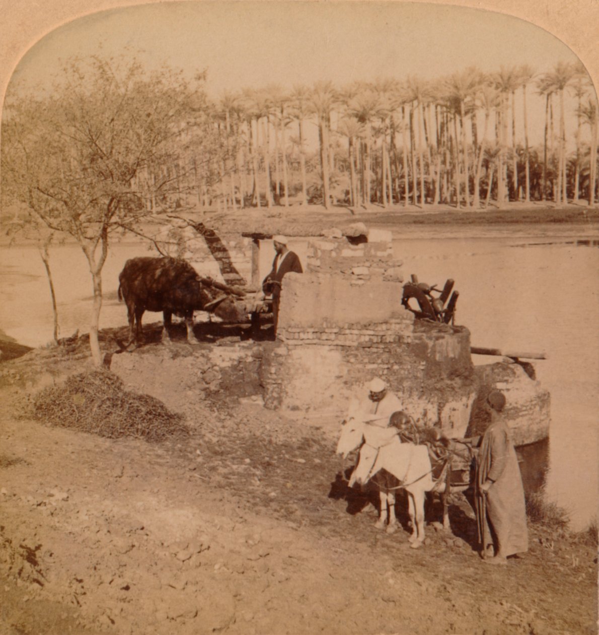 Egyptiläinen Sakiyeh, Piirrä Niilin vettä kasteluun, Egypti, 1896 tekijältä Unbekannt