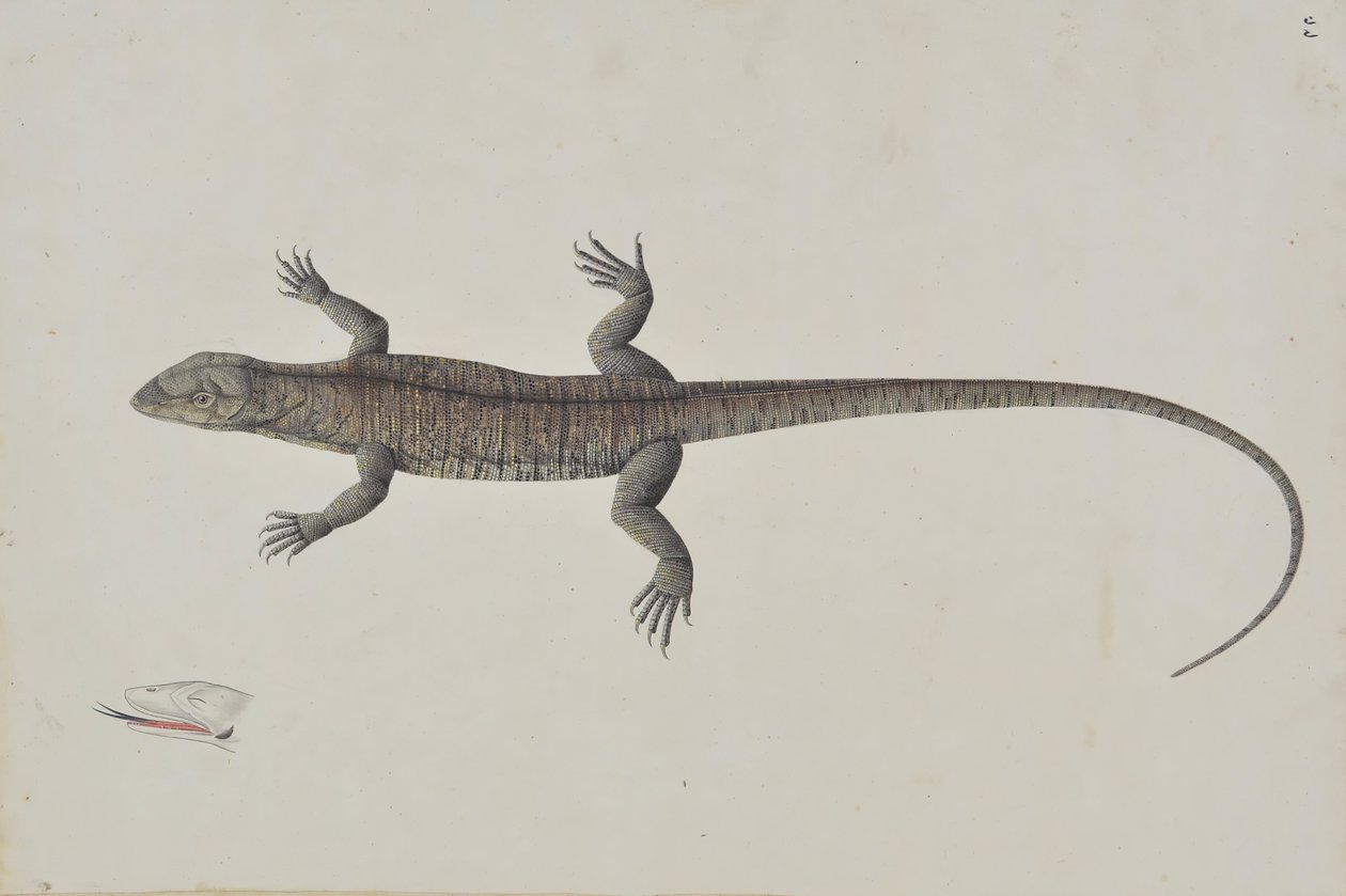 Intialainen Bish-Copra Lizard, ca. 1790. tekijältä Unbekannt