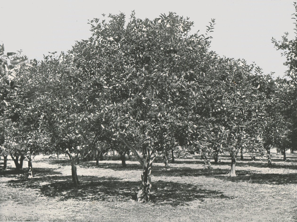 Appelsiinilehto lähellä kaupunkia, St Augustine, USA, 1895. tekijältä Unbekannt