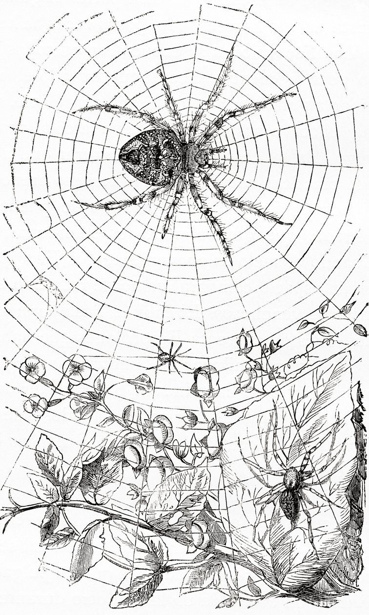 Orb-weaver hämähäkki tai araneid. tekijältä Unbekannt