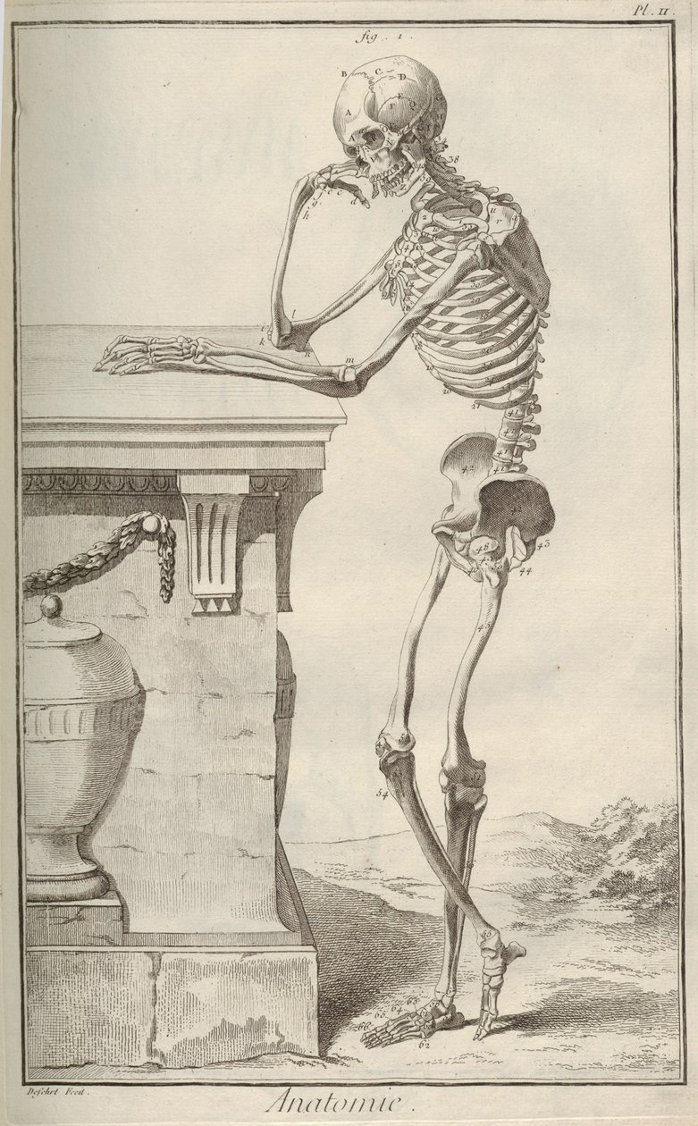 Anatomia. Denis Diderot
