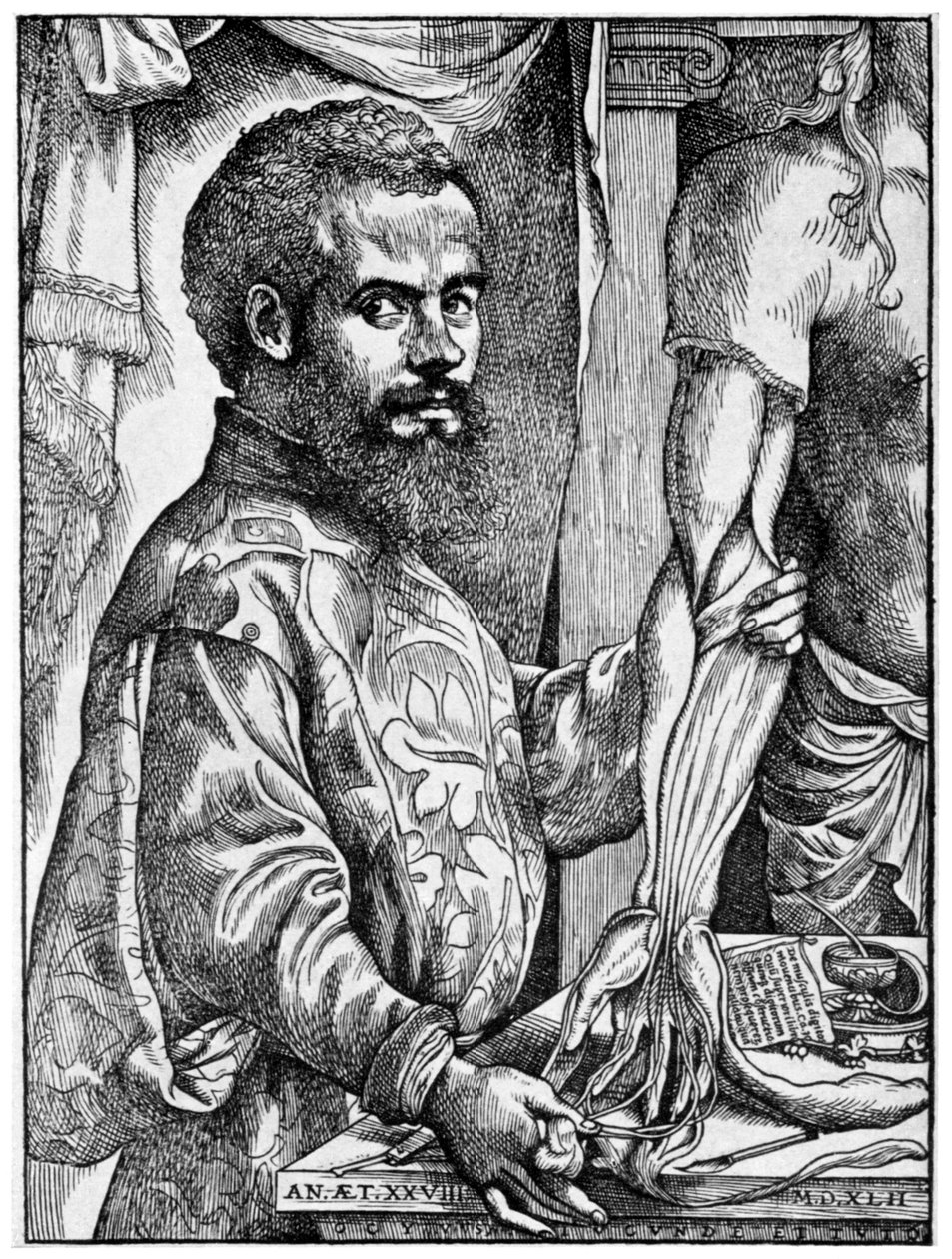 Andreas Vesalius, 1500-luvun flaamilainen anatomi, 1954 tekijältä Unbekannt