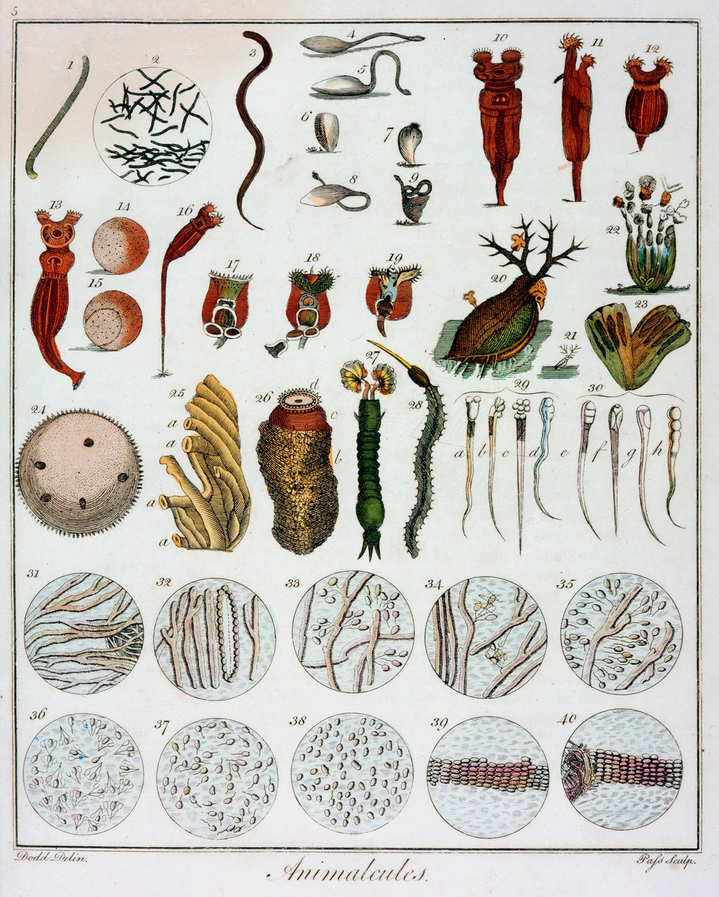 "Animalcules", jonka on havainnut Anton van Leeuwenhoek, c1795 tekijältä Unbekannt