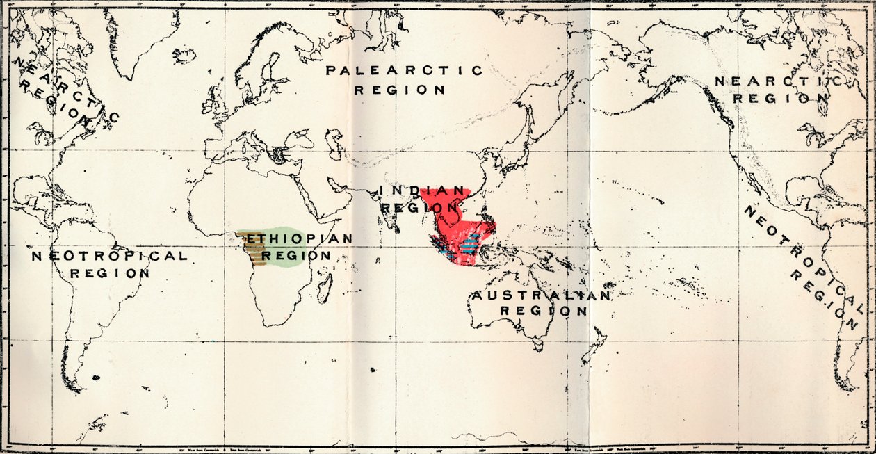Anthropoidea - Hylobates Red, Simia Blue, Gorilla Brown, Anthropopithecus Green, 1897 tekijältä Unbekannt