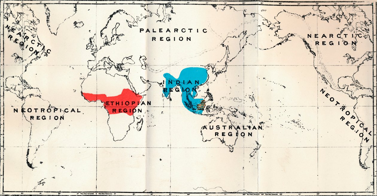 Anthropoidea - Karttajakelu Genera Semnopithecus Blue, Nasalis Brown, Colobus Red, 1897 tekijältä Unbekannt