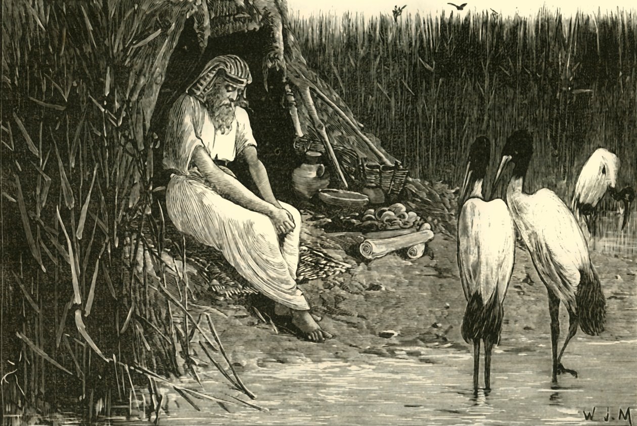Anysis piilotettu suiston suoalueille, 1890. tekijältä Unbekannt