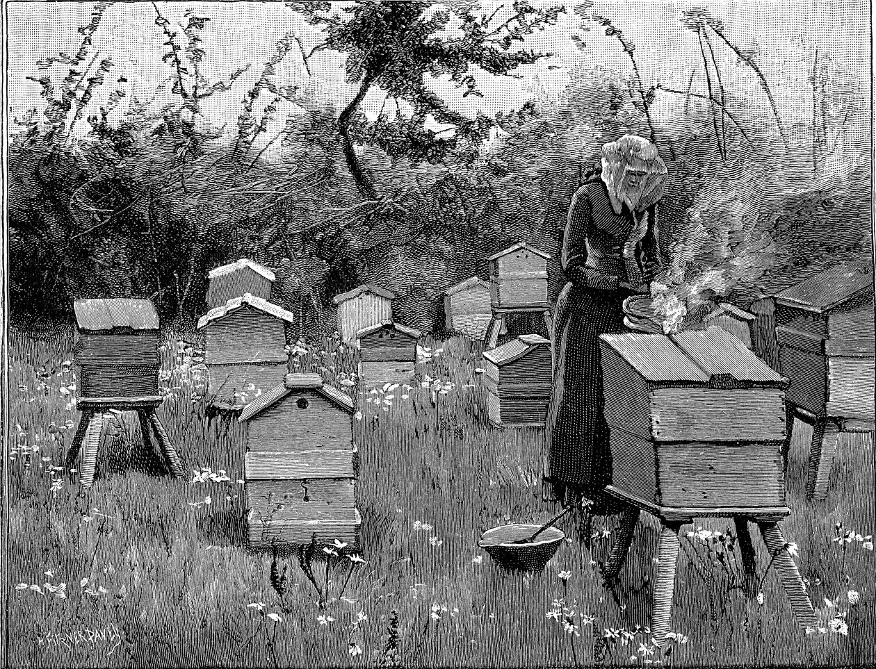 Puisten pesien mehiläispesä, Lismore, Irlanti, 1890 tekijältä Unbekannt