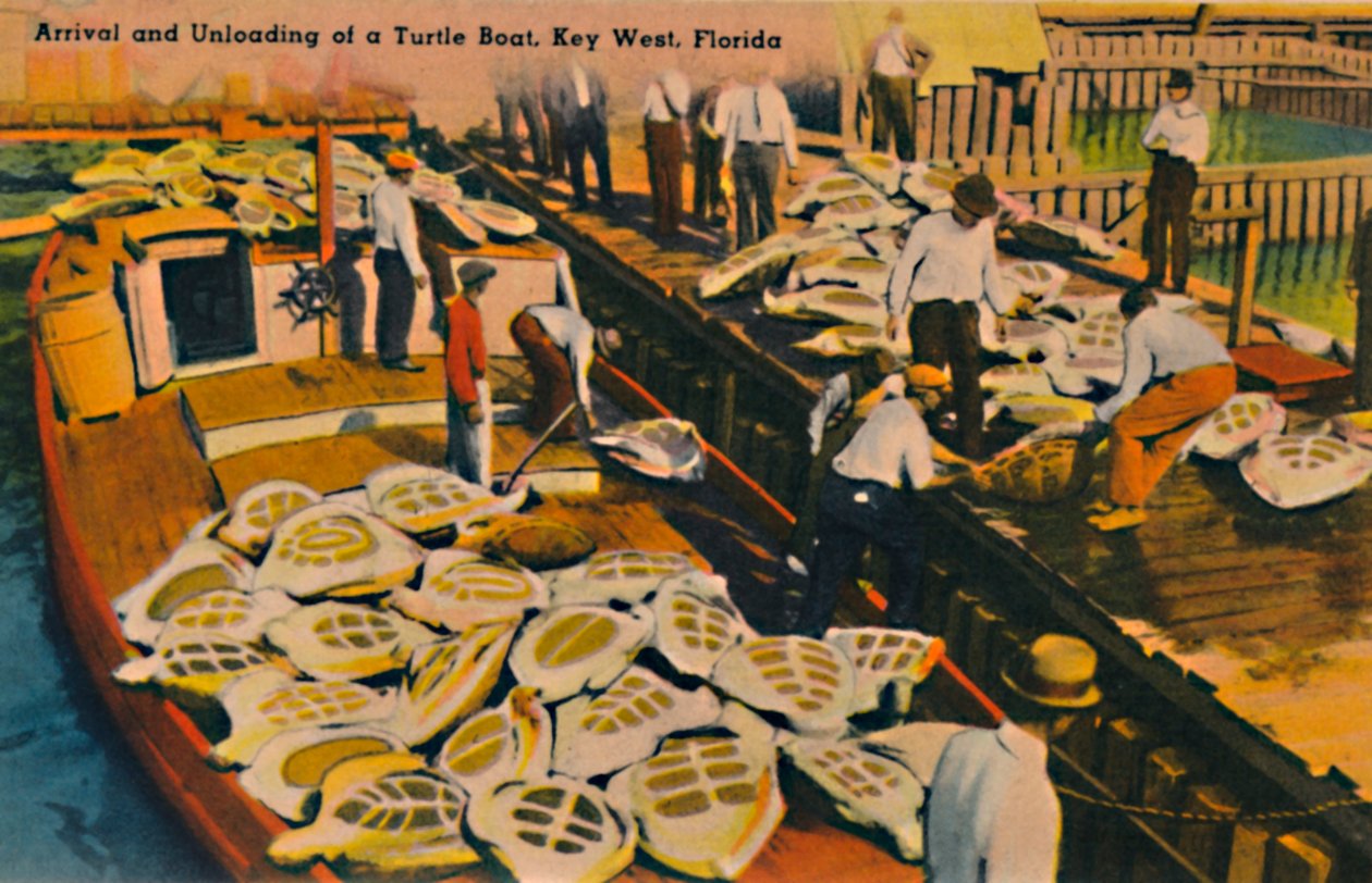 Kilpikonnaveneen saapuminen ja purkaminen, Key West, Florida, 1940-luku tekijältä Unbekannt