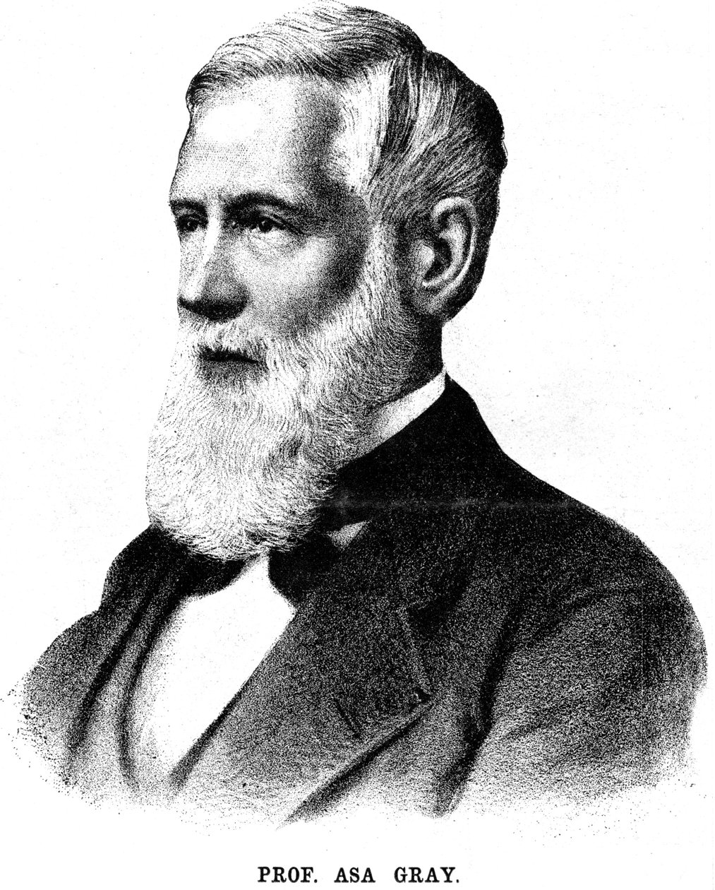 Asa Gray, yhdysvaltalainen kasvitieteilijä, 1888 tekijältä Unbekannt