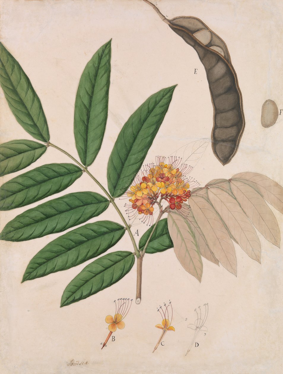 Ashoka-puukukka, lehdet, palko ja siemen, 1800-luvun ensimmäinen puolisko. tekijältä Unbekannt