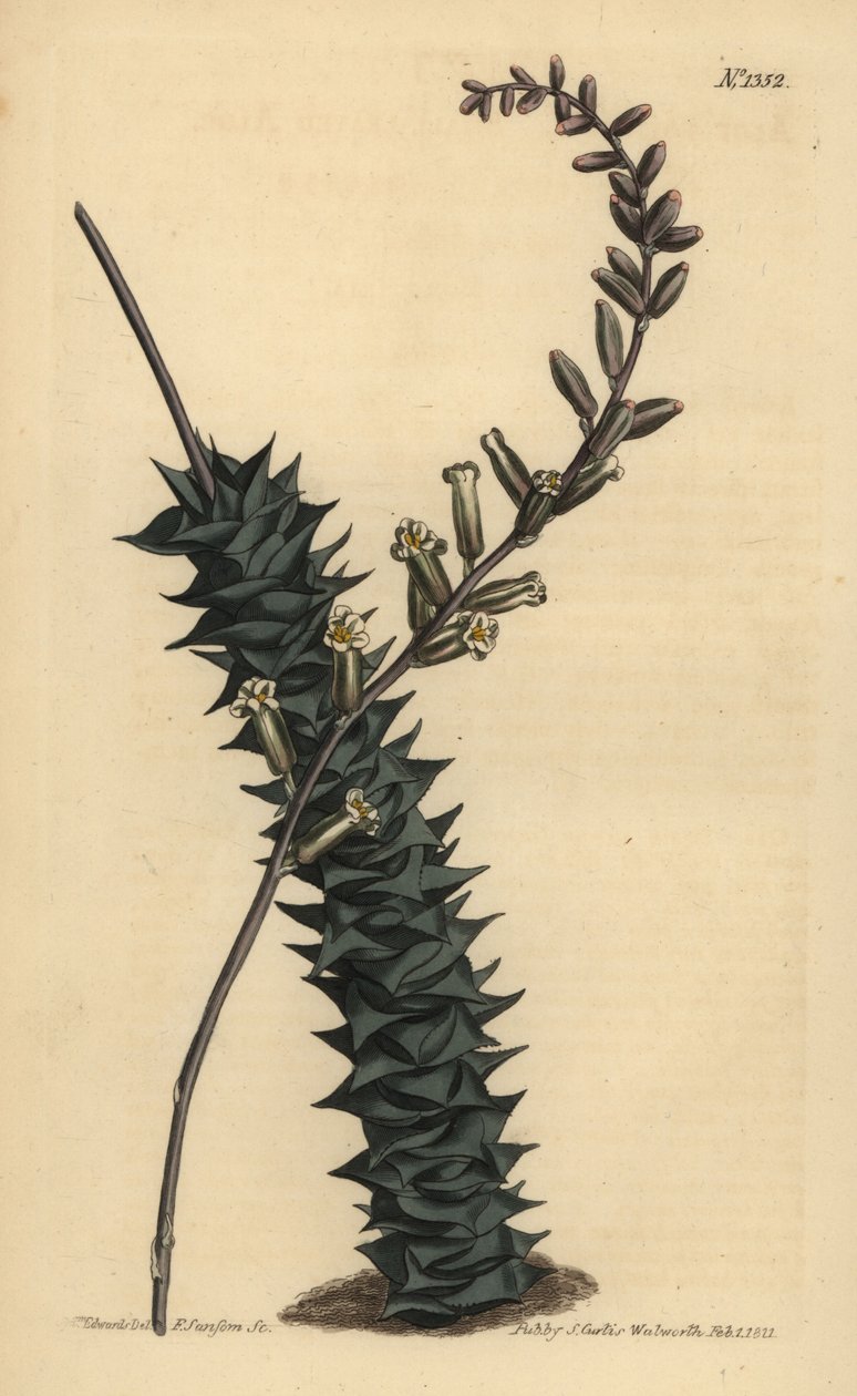 Astroloba foliolosa (pienlehtinen aloe, Aloe foliolosa) tekijältä Unbekannt