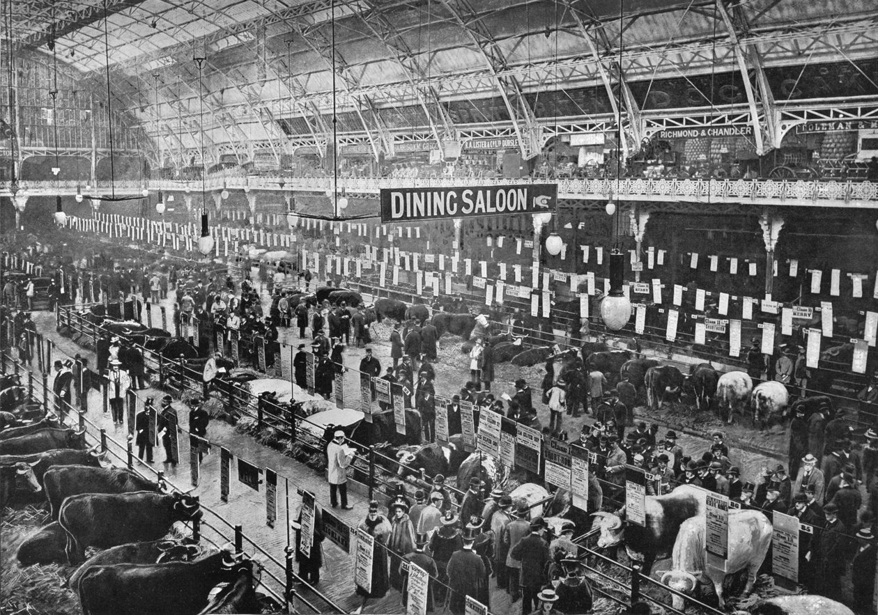 Smithfield Clubin karjanäyttelyssä, Agricultural Hall, Islington, Lontoo, 1902 1903 tekijältä Unbekannt
