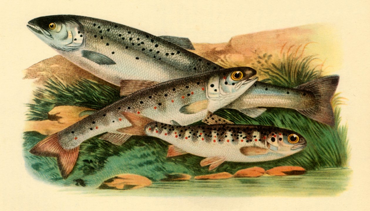 Atlantin lohi - Grilse, Smolt ja Parr, 1887, 1946. tekijältä Unbekannt