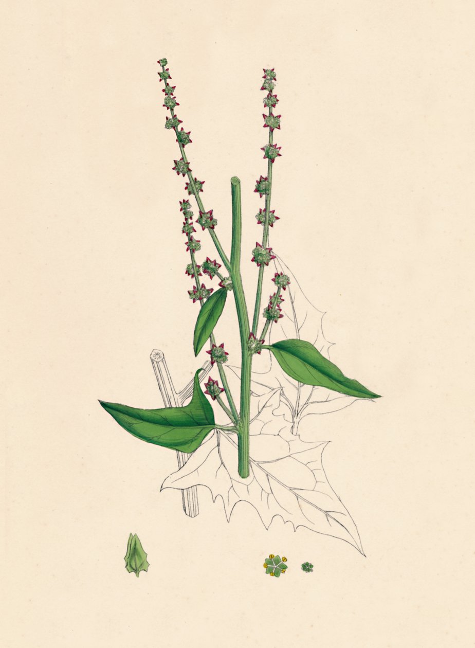 Atriplex Smithii. Smiths Orache, 1800-luku tekijältä Unbekannt