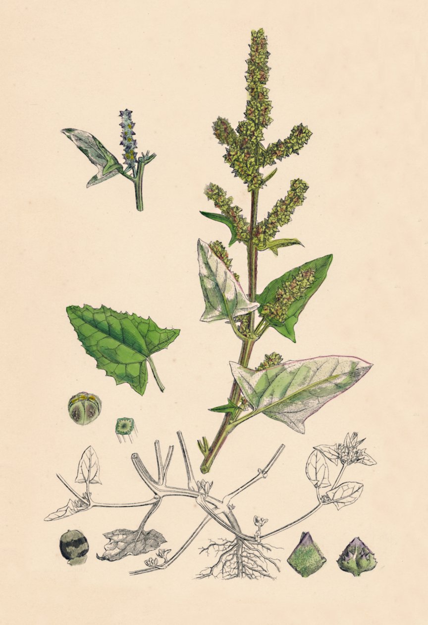 Atriplex deltoidea. Kolmiolehtinen orache, 1800-luku tekijältä Unbekannt