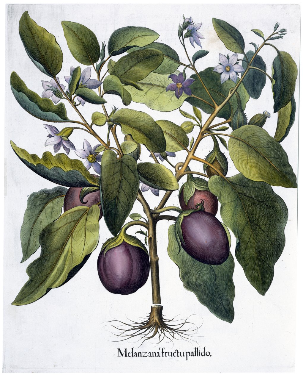 Munakoiso, 1613 tekijältä Unbekannt