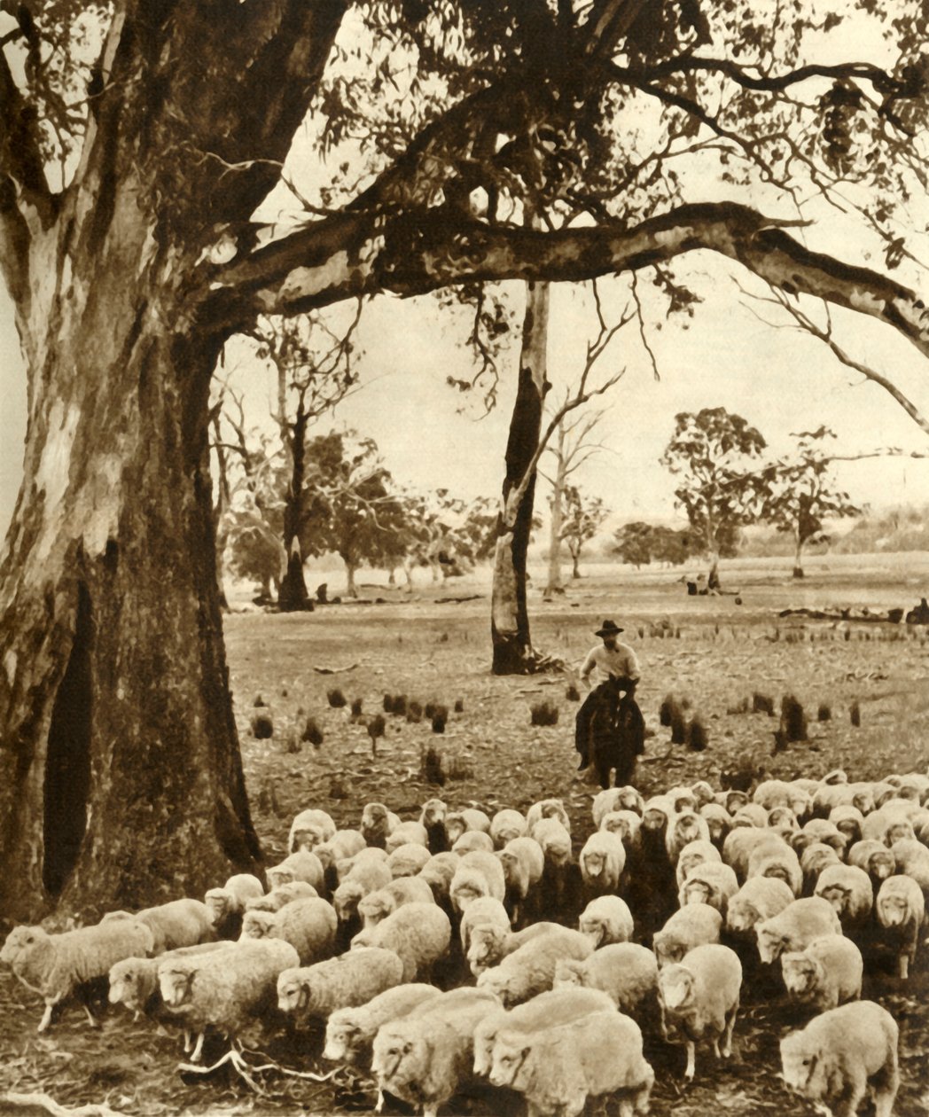 Australia - Kuljettaja joidenkin syytöksiensä kanssa lammasasemalla Victorian osavaltiossa, vuodelta 1948. tekijältä Unbekannt