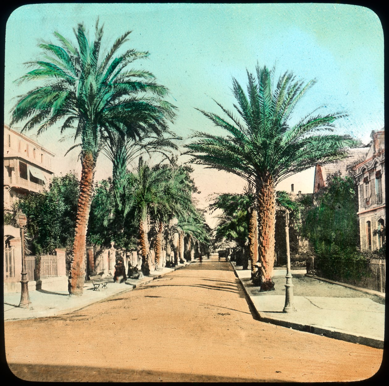 Avenue of Palms, Hyeres, Ranska, 1800-luvun loppu tai 1900-luvun alku tekijältä Unbekannt