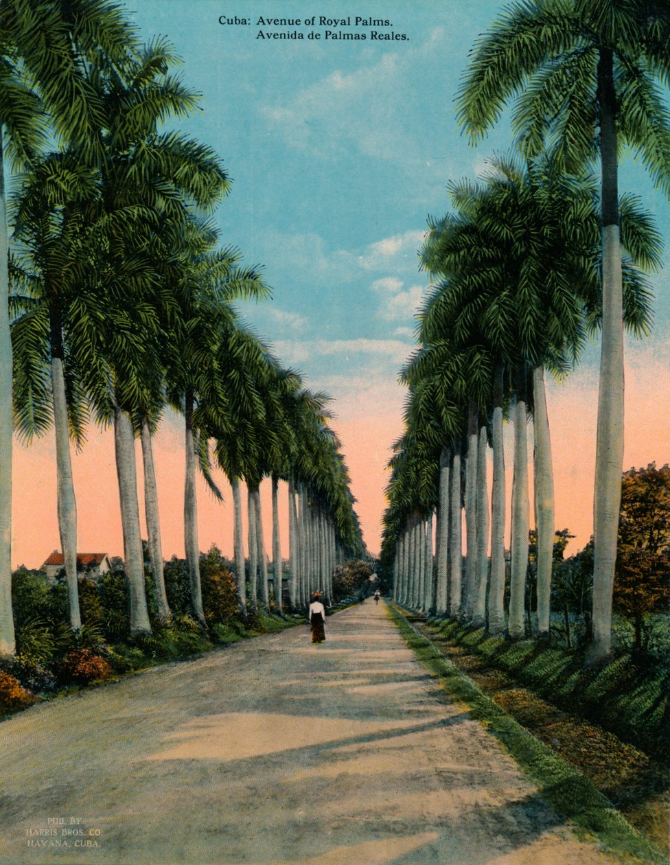 Avenue of Royal Palms, Kuuba, vuodelta 1920 tekijältä Unbekannt