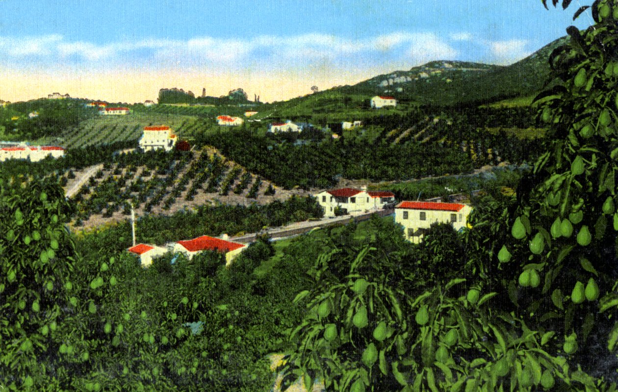 Avocado-tarhat, San Diego, Kalifornia, Yhdysvallat, 1900-luku tekijältä Unbekannt