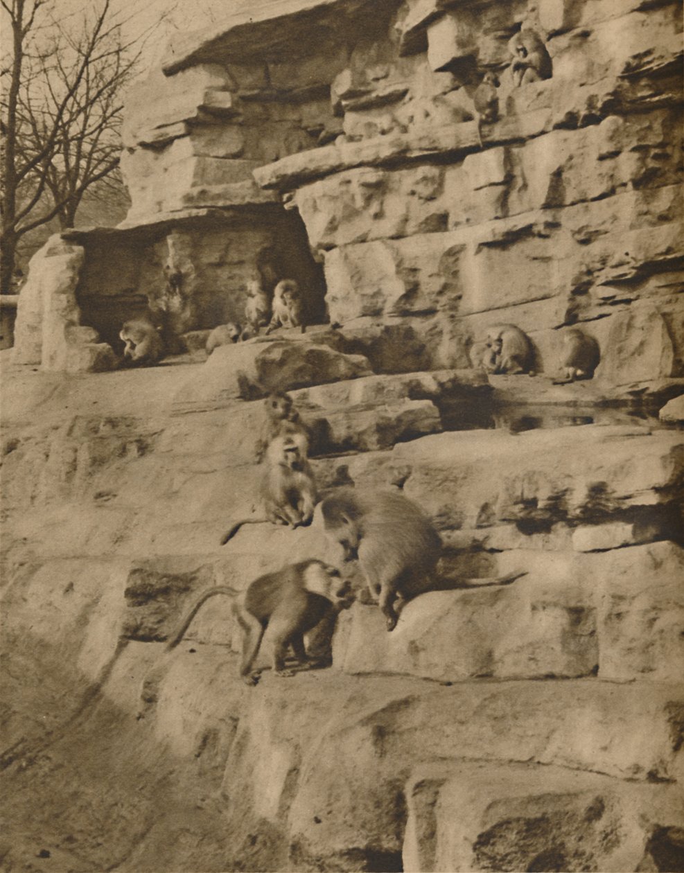 Paviaanit luonnollisessa ympäristössään Monkey Hillillä, vuodelta 1935. tekijältä Unbekannt