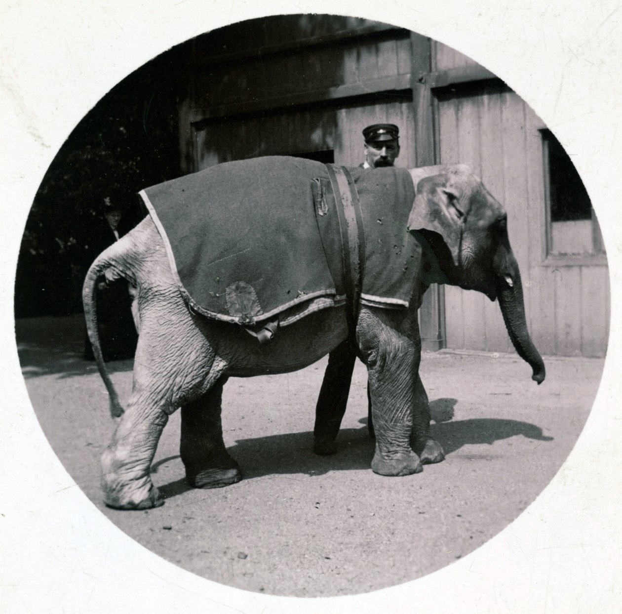 "Elefanttivauva eläintarhassa", versio 1890 tekijältä Unbekannt