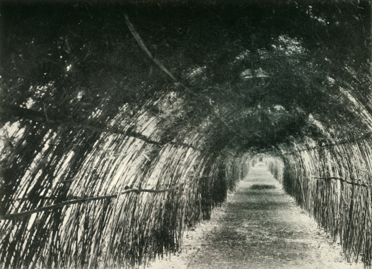 Bamboo Avenue Barrackporessa, 1904, 1925. tekijältä Unbekannt