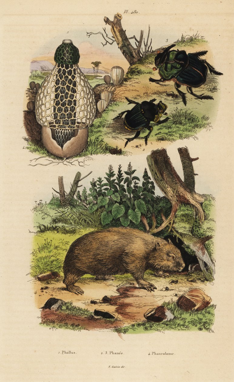 Bambusieni, Phallus indusiatus 1, skarabeuksen lantakuoriaiset, Coprophanaeus ensifer 2 ja Diabroctis mimas 3 sekä tavallinen vombatti, Vombatus ursinus 4 tekijältä Unbekannt