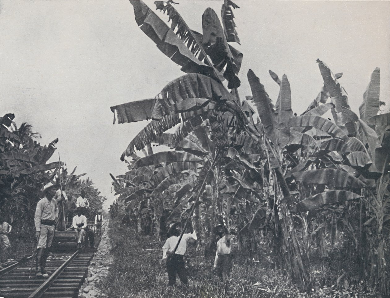 Banaaniviljelmä, 1924 tekijältä Unbekannt
