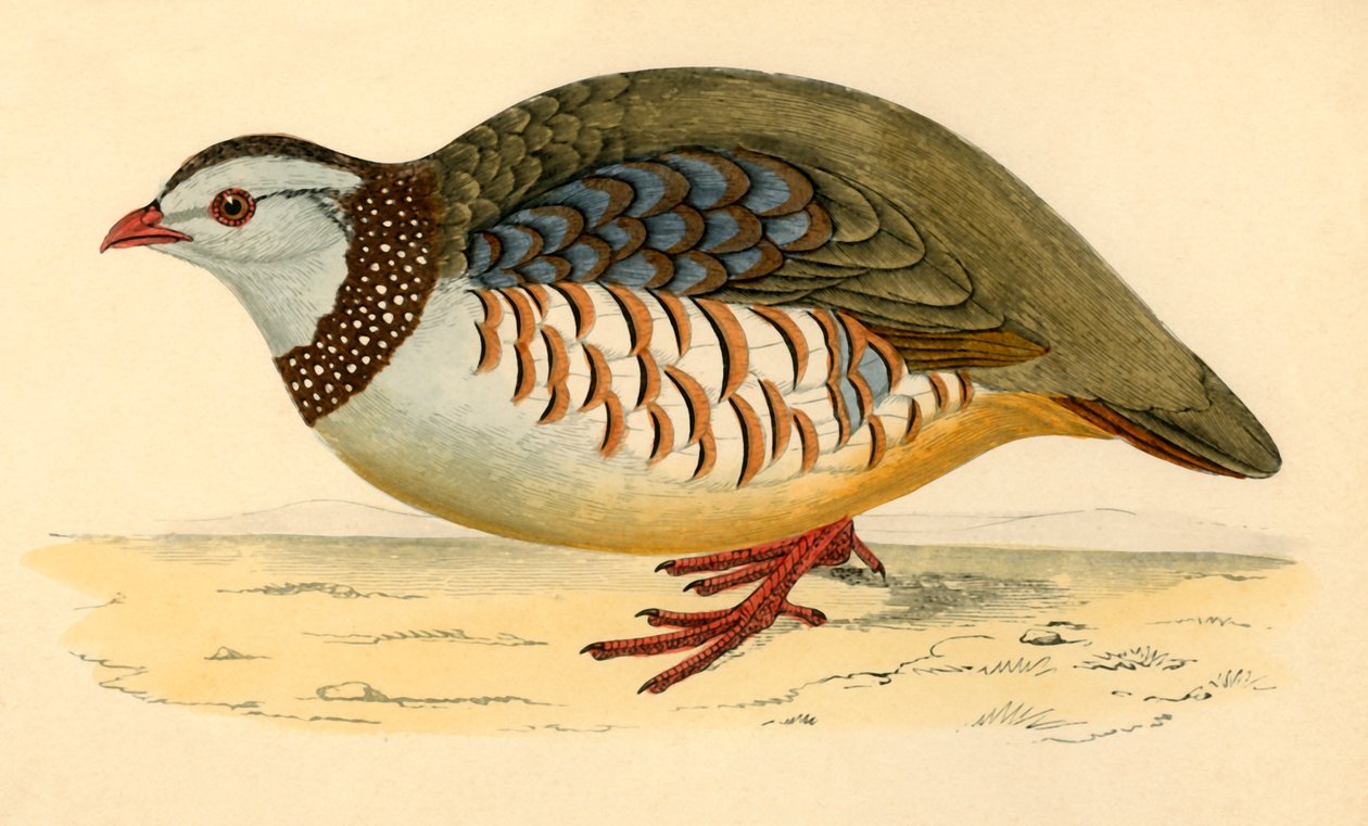 Barbary Partridge, 1800-luvun loppu. tekijältä Unbekannt