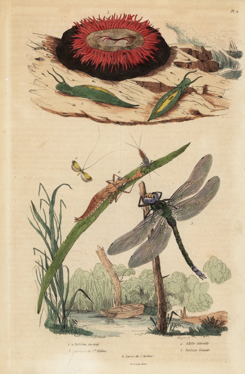 Tynnyrikuplaetana, Acteon tormatilis 1, helmivuokko, Actinia equina 2, keltakärkinen pitkäsarvi, Nemophora degeerella 3, ruskea hawker, Aeshna grandis 4 tekijältä Unbekannt