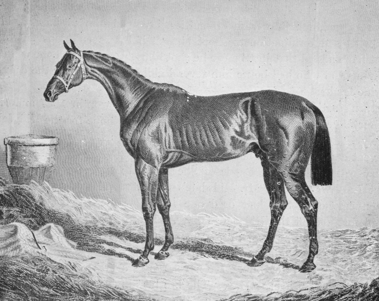 Bay Middleton, 1833-1857, 1911 tekijältä Unbekannt