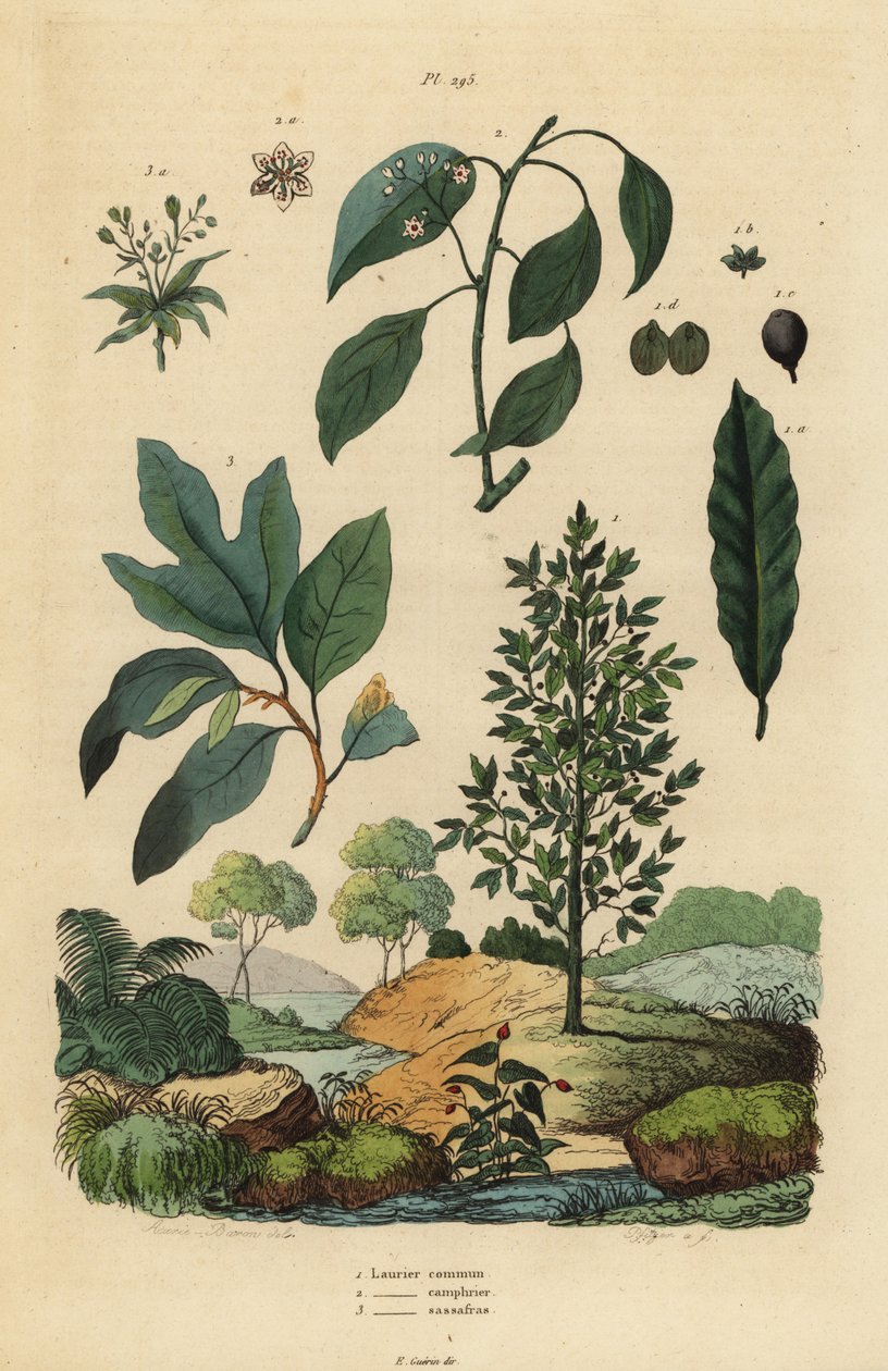 Laakeripuu, Laurus nobilis 1, kamferipuu, Cinnamomum camphora 2 ja sassafras, Sassafras albidum 3 tekijältä Unbekannt