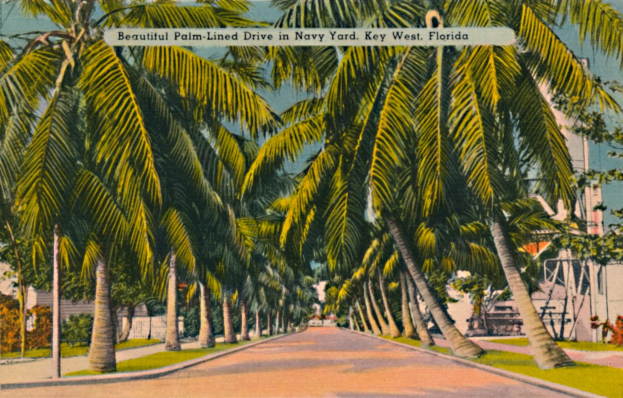 Kaunis palmujen vuorattu asema Navy Yardissa, Key Westissä, Floridassa, 1940-luku tekijältä Unbekannt