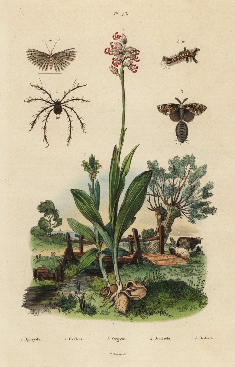 Mehiläisorkidea, Ophrys apifera 1, apinaorkidea, Orchis simia 2, ruosteinen koi, Orgyia antiqua 3, 20 plume koi, Alucita hexadactyla 4 ja Oribata geniculata punkki 5 tekijältä Unbekannt