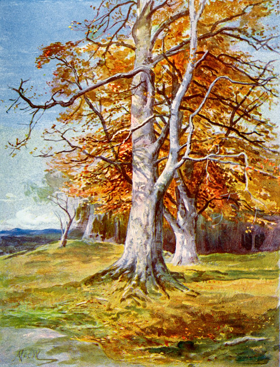 Pyökki, syksy, 1900 tekijältä Unbekannt