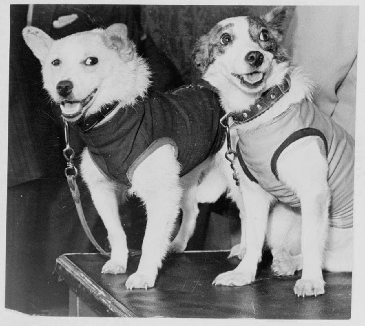 Belka ja Strelka, venäläiset kosmonauttikoirat, 1960 tekijältä Unbekannt