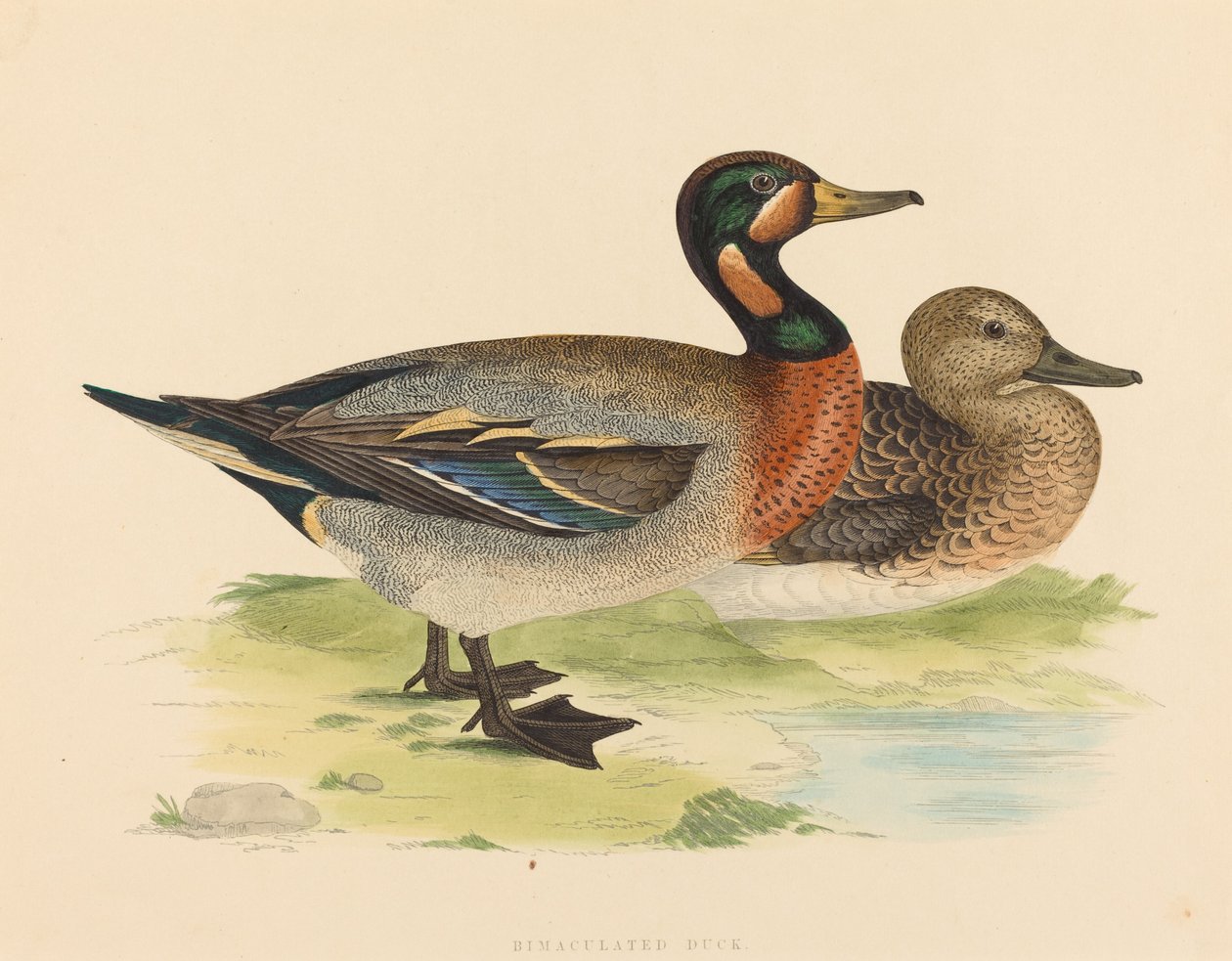 Bimaculated Duck, 1855. tekijältä Unbekannt