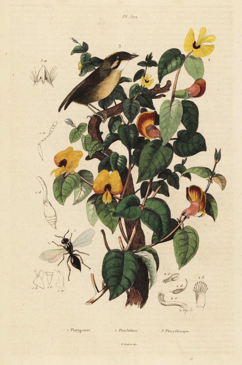 Black-cheeked Gnateater, Conopophaga melanops, Handsome Sweetpea, Platylobium formosum ja Inostemma boscii ampiainen tekijältä Unbekannt