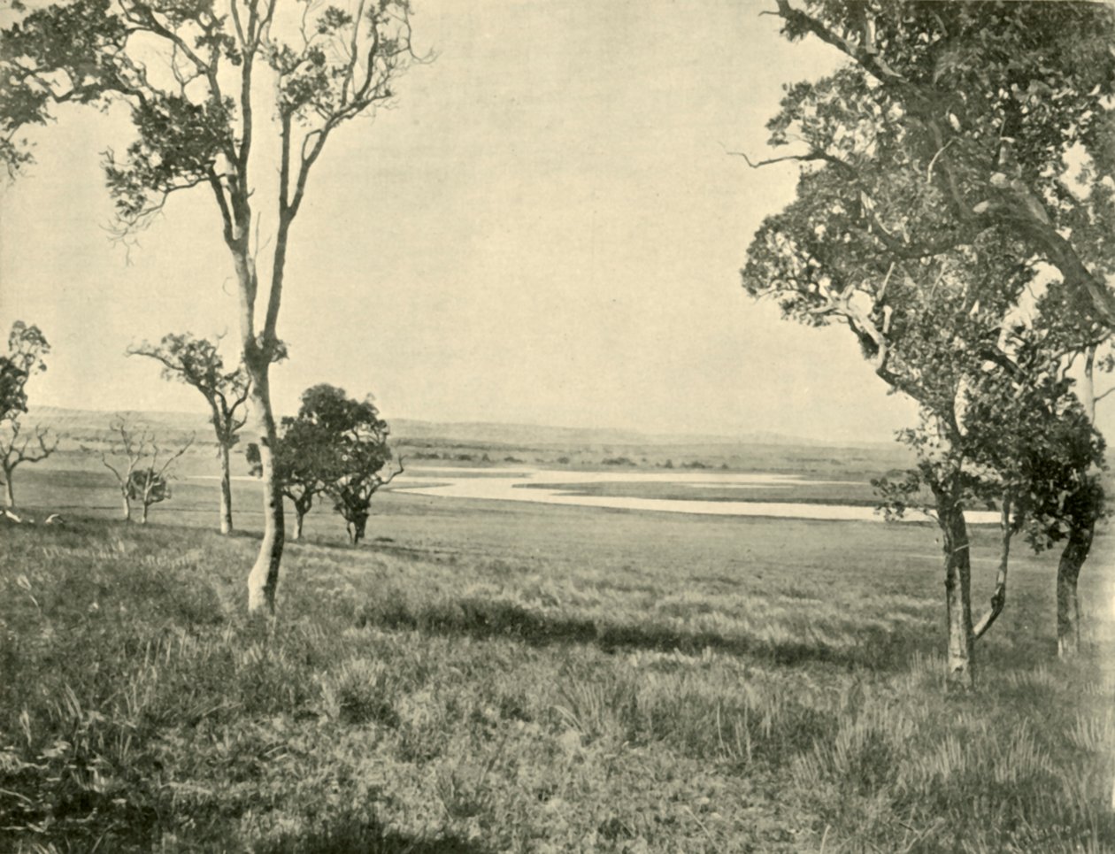 Black Swan Lagoon, lähellä Warwickia, Queensland, 1901. tekijältä Unbekannt