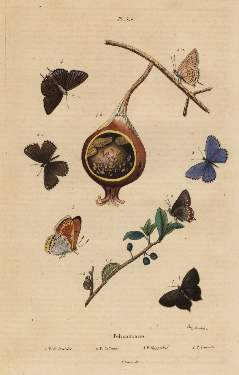 Musta karvaperhonen, Satyrium pruni 1, tavallinen sininen perhonen, Polyommatus icarus 2, purppurareunainen kupari, Lycaena hippothoe 3 ja tavallinen guava sininen, Virachola isocrates 4. Polyommates du prunier, calliopsis, hypothee, isocrate tekijältä Unbekannt