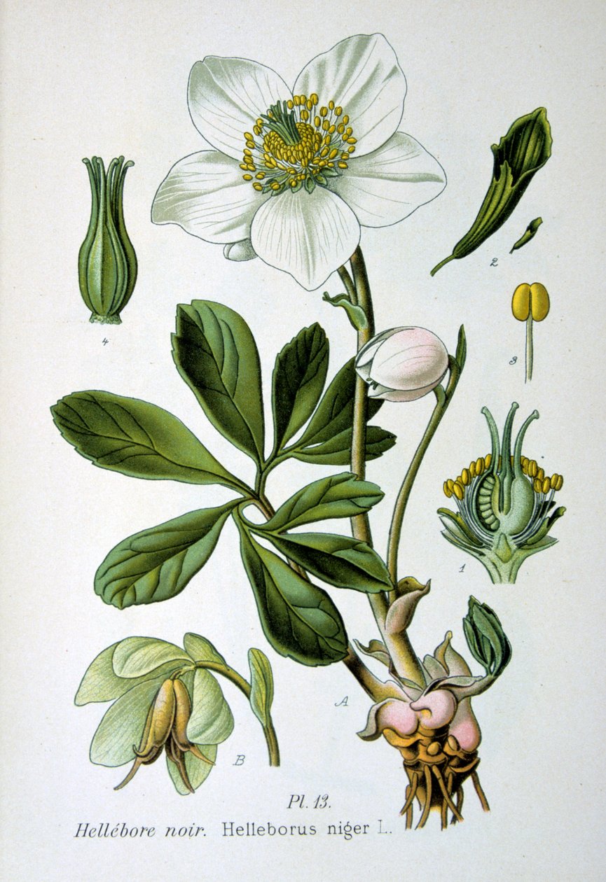 Musta hellebore, 1893 tekijältä Unbekannt