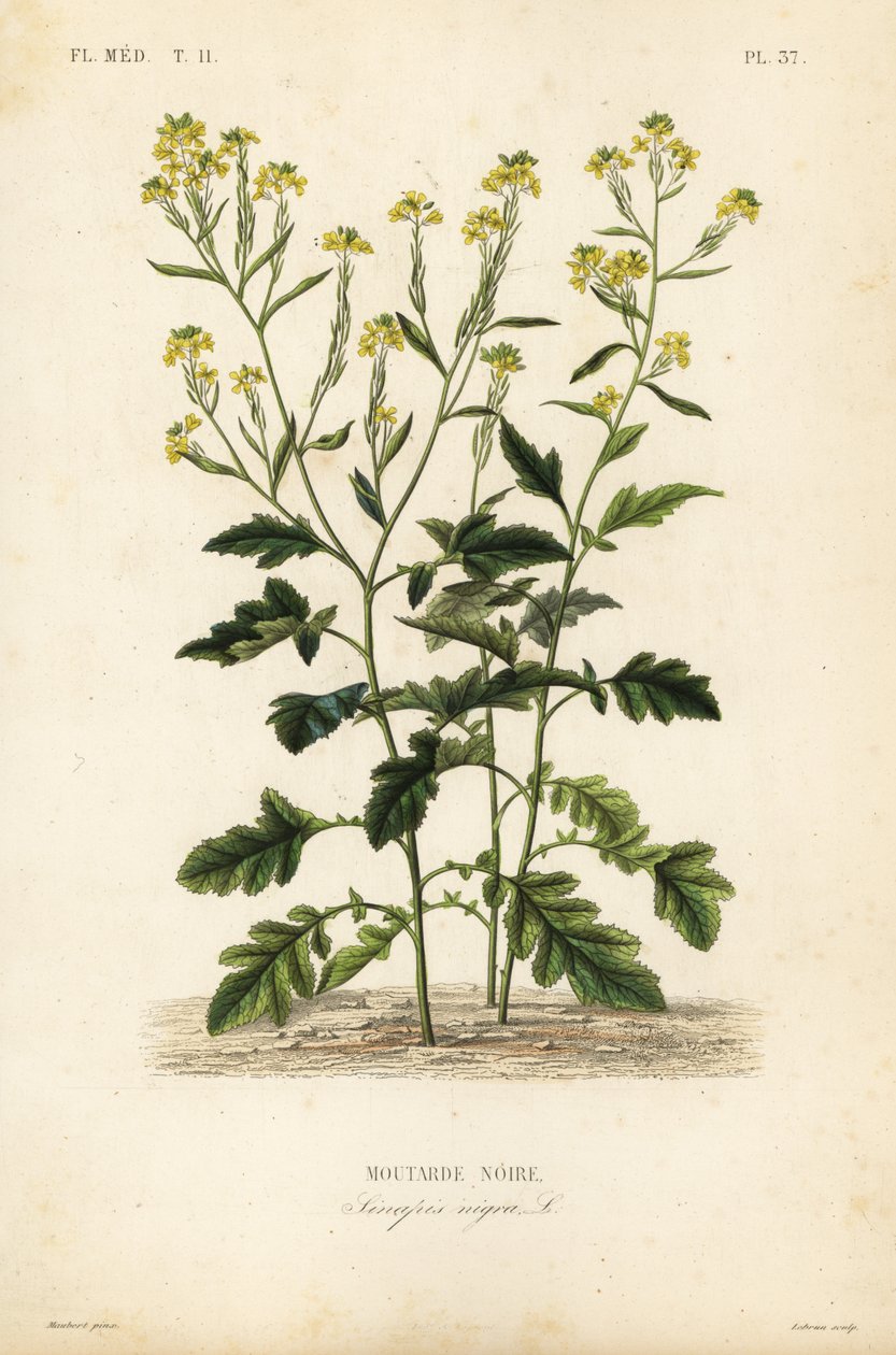 Musta sinappi, Brassica nigra, Sinapis nigra, musta sinappi tekijältä Unbekannt
