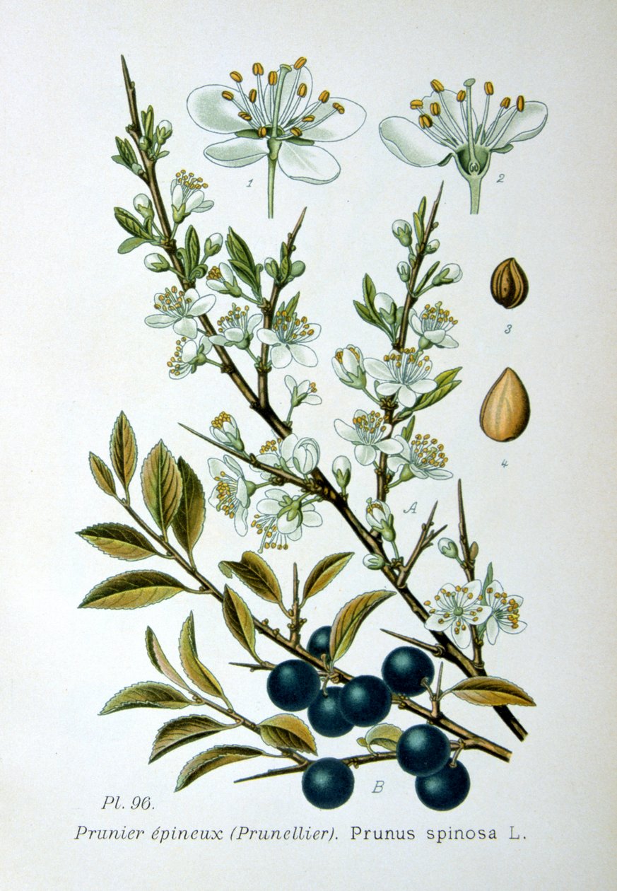 Blackthorn, 1893 tekijältä Unbekannt