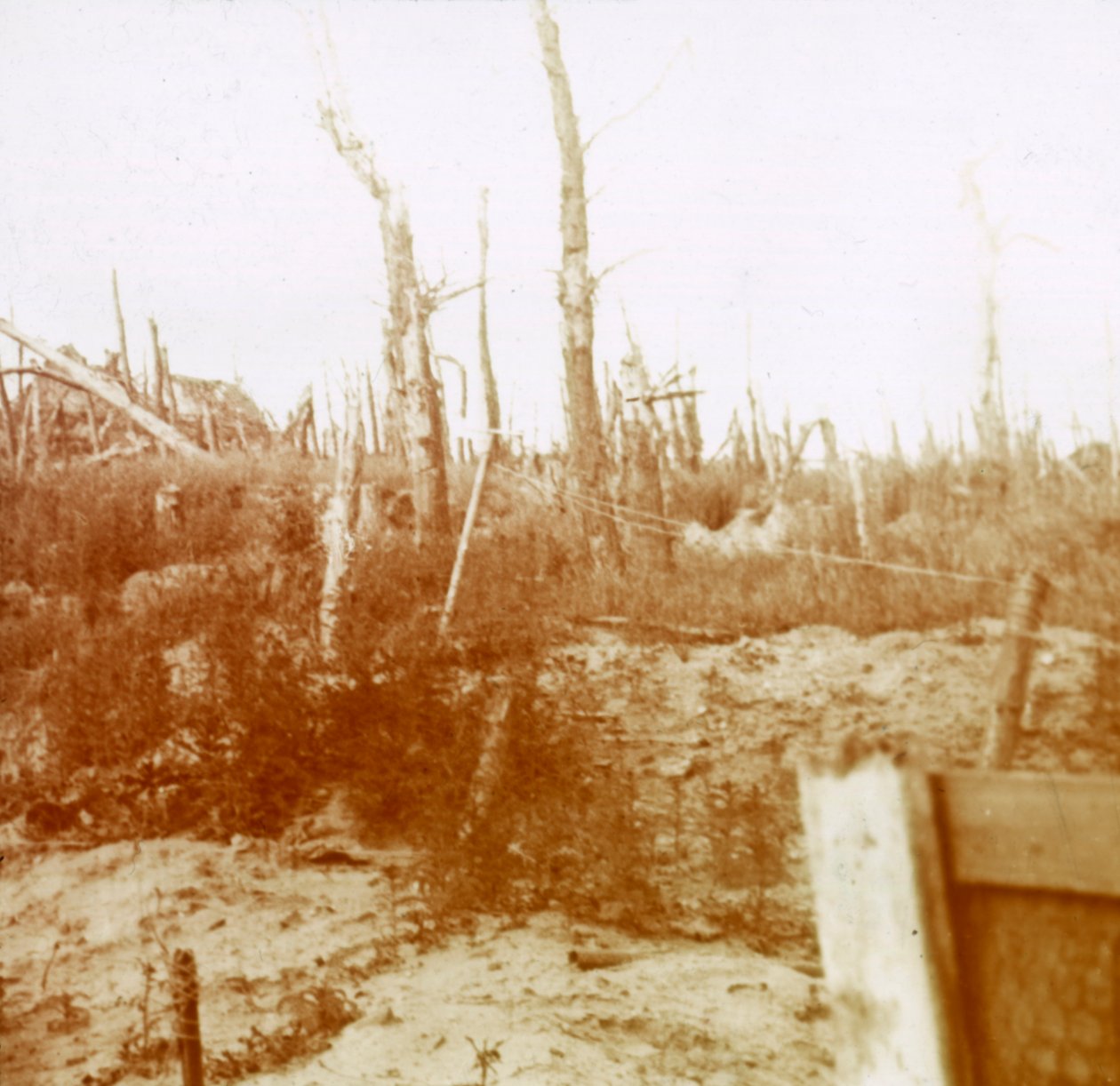 Puhallettu puu, Nieuwpoort, Flanderi, Belgia, c1914-c1918 tekijältä Unbekannt
