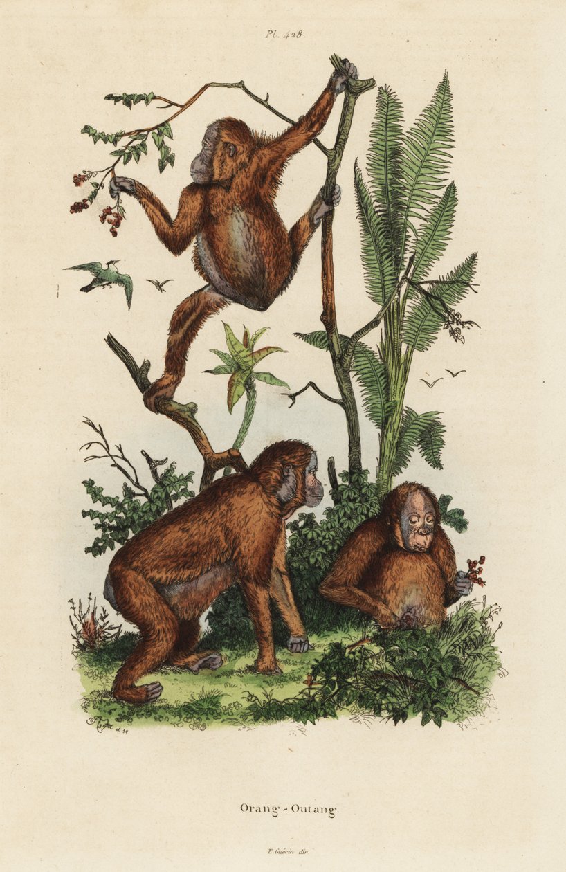 Bornean orangutangit, Pongo pygmaeus tekijältä Unbekannt