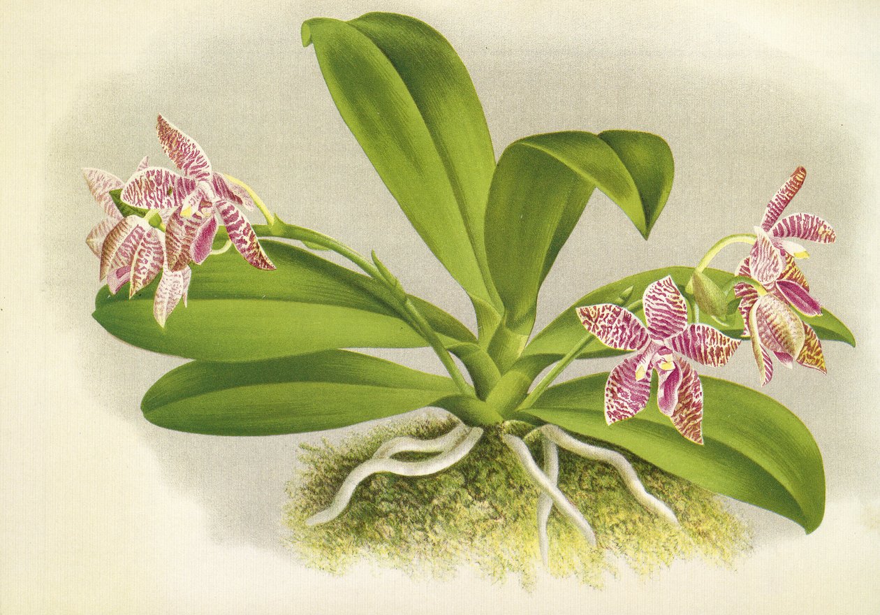 Kasvitieteellinen lauta/Phalaenopsis luddemanniana/Lindenia tekijältä Unbekannt