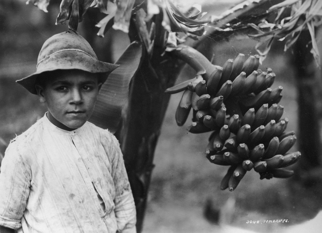 Poika banaanien kanssa kasvaa puussa, Teneriffa, Kanariansaaret, Espanja, 1920-c1930-luku tekijältä Unbekannt