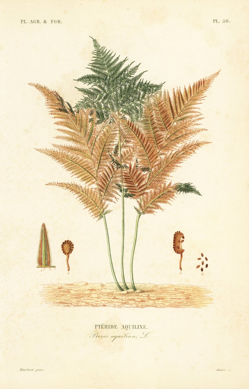 harkkosanniainen, Pteridium aquilinum, Pteris aquilina, Pteride aquiline tekijältä Unbekannt